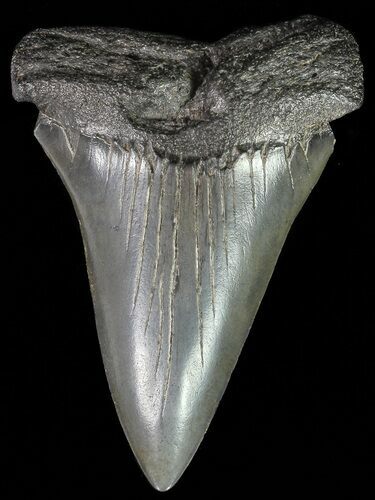 Large, Fossil Mako Shark Tooth - South Carolina #70512
